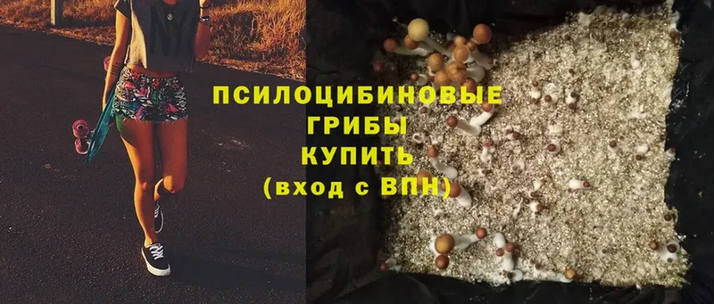 Галлюциногенные грибы Cubensis  Котельниково 